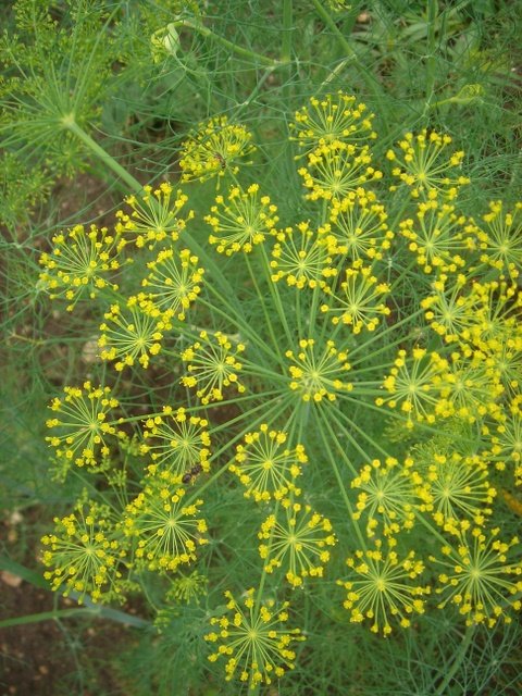 Anethum graveolens